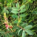 Indigofera spicata