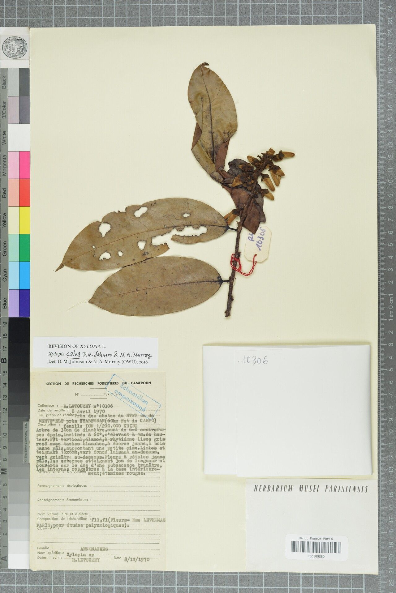 Xylopia calva — houseplant care guide