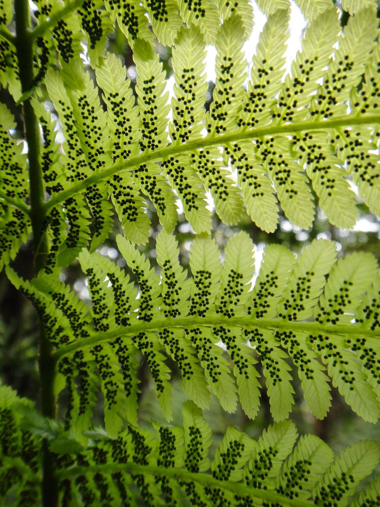 Leptopteris wilkesiana — related species from the same genus