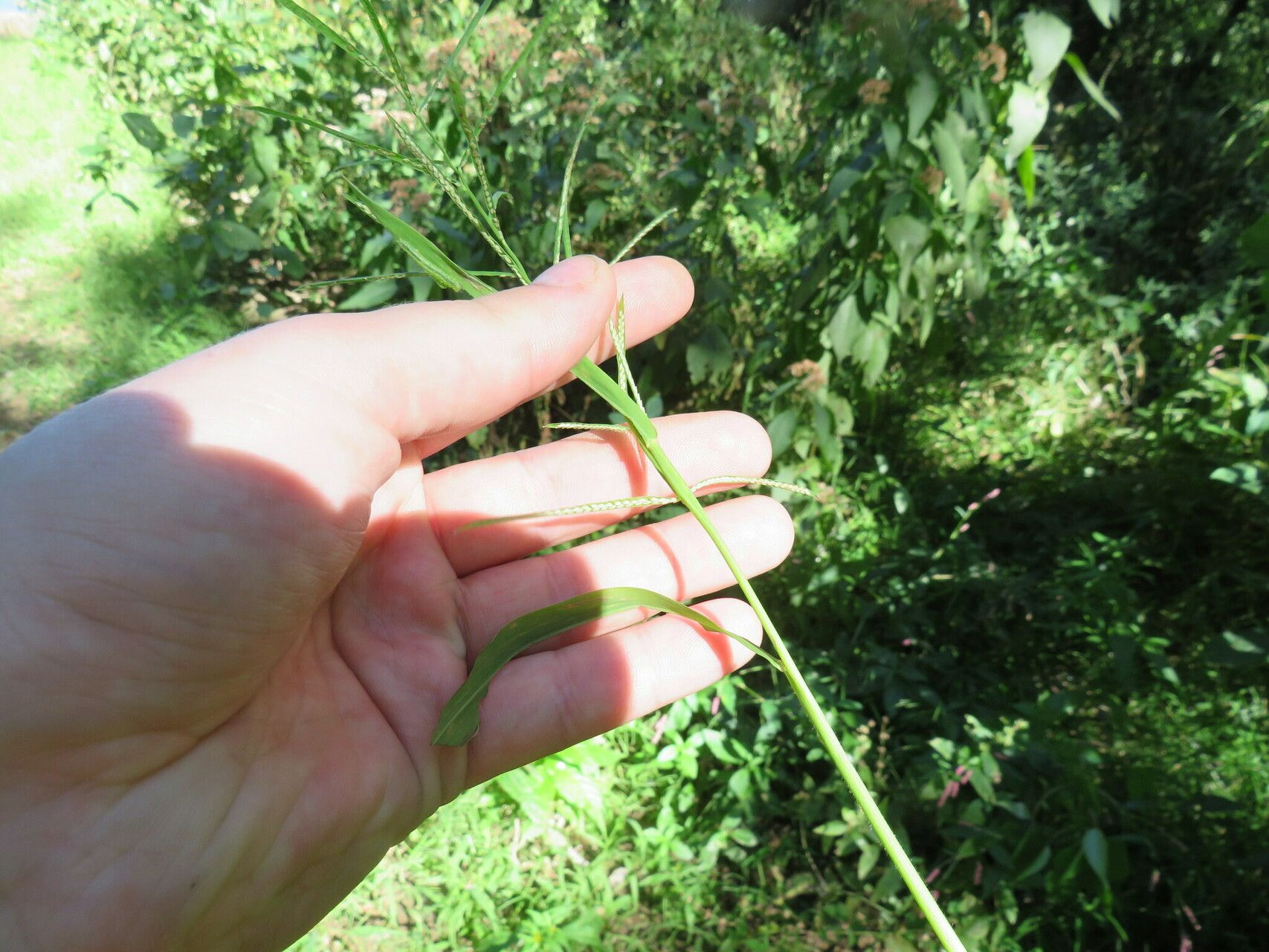 Paspalum repens leaf