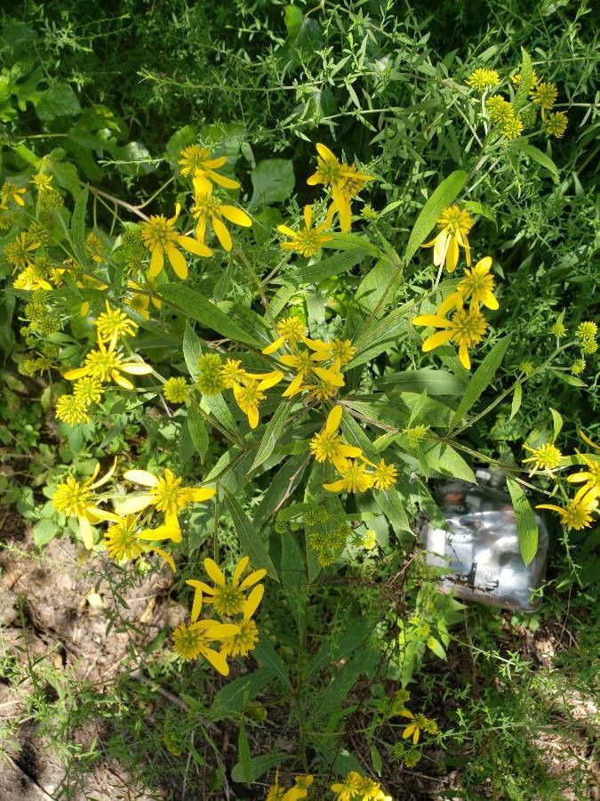 Solidago patula flower