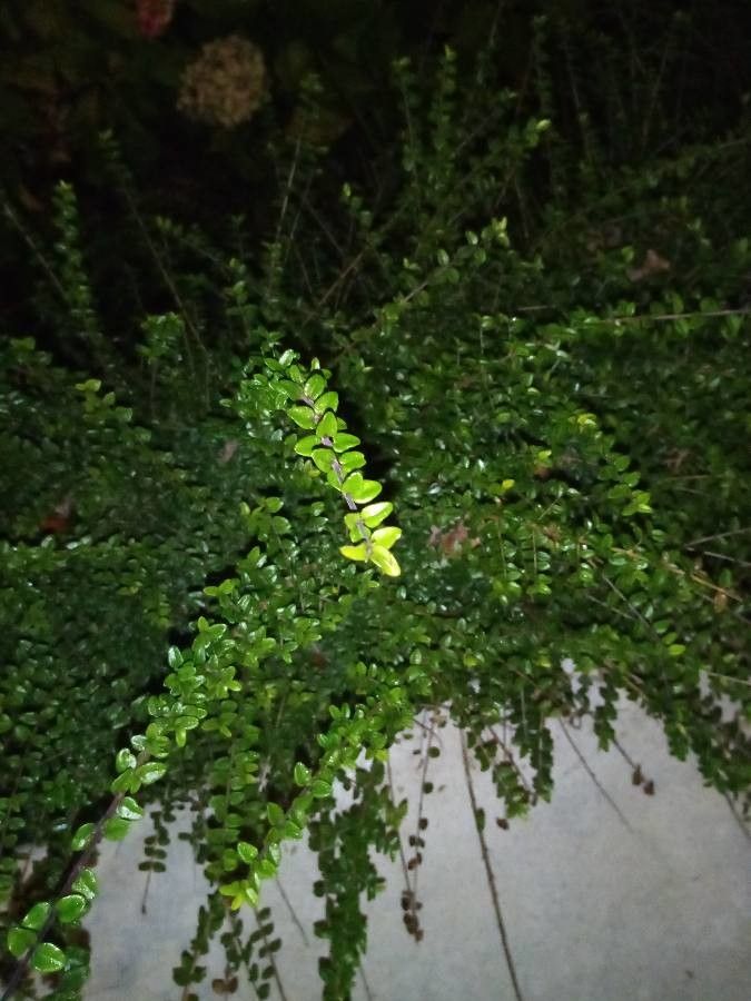 Lonicera nitida — search result for 'Lonicera'