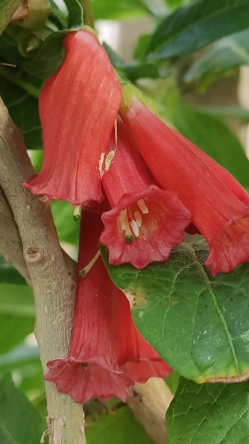 Iochroma gesnerioides flower