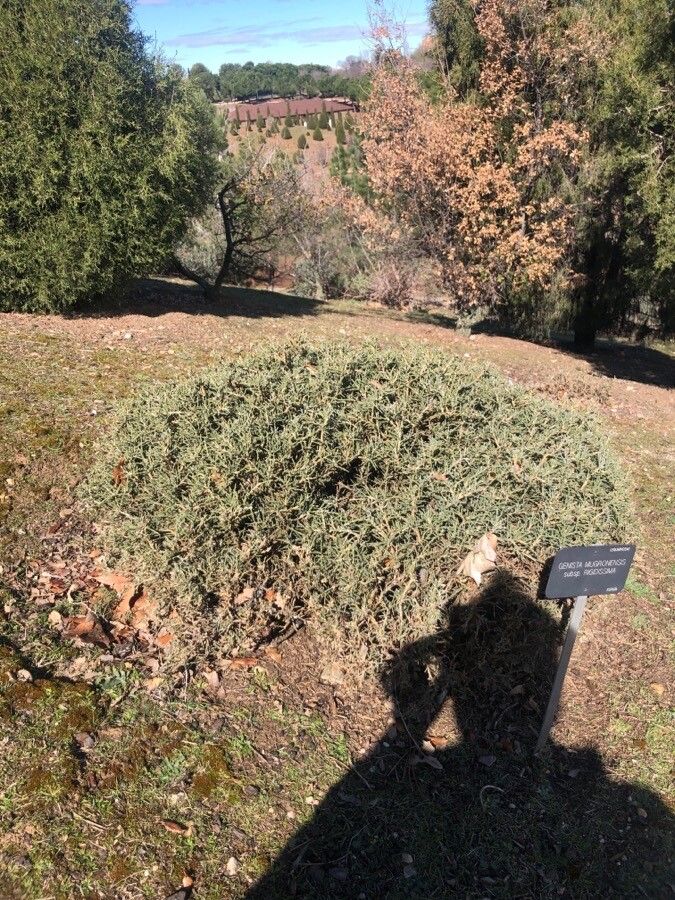 Genista mugronensis habit