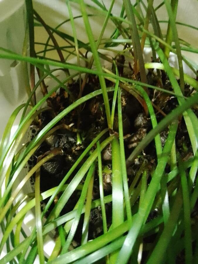 Vittaria lineata bark