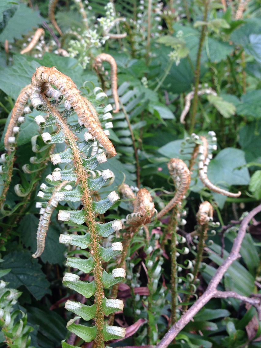 Woodwardia fimbriata flower