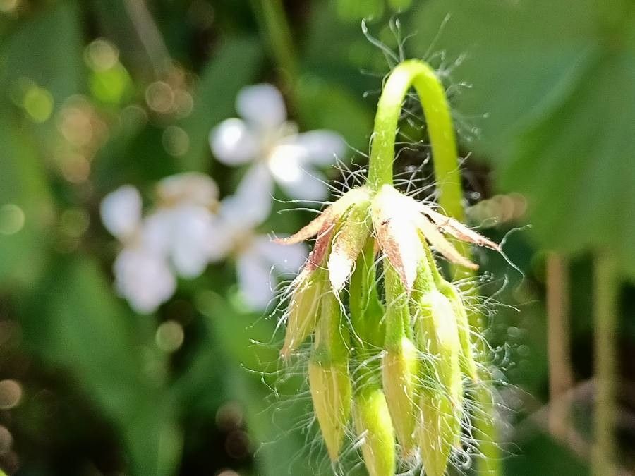Pelargonium alchemilloides other