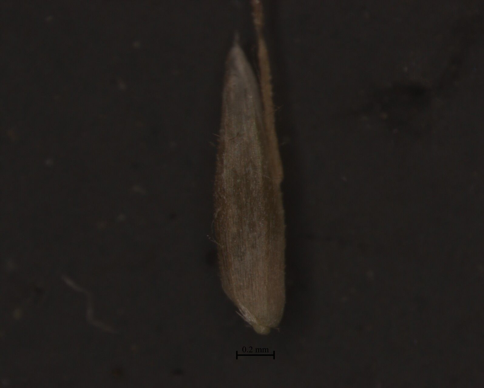 Agrostis pilosula fruit