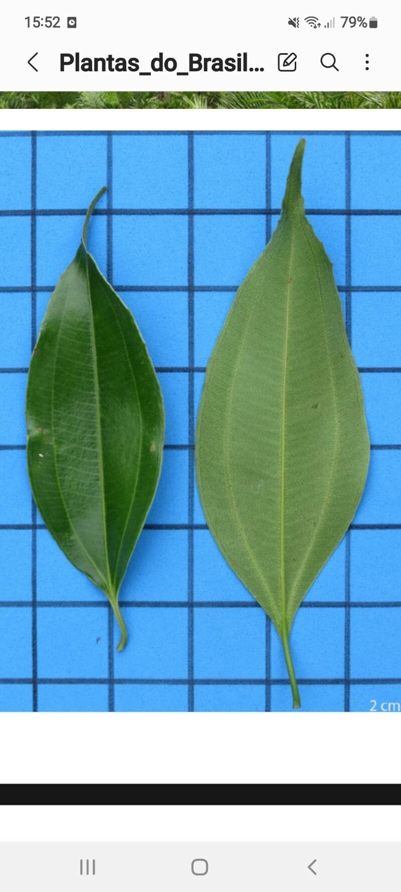 Miconia cinnamomifolia — houseplant care guide