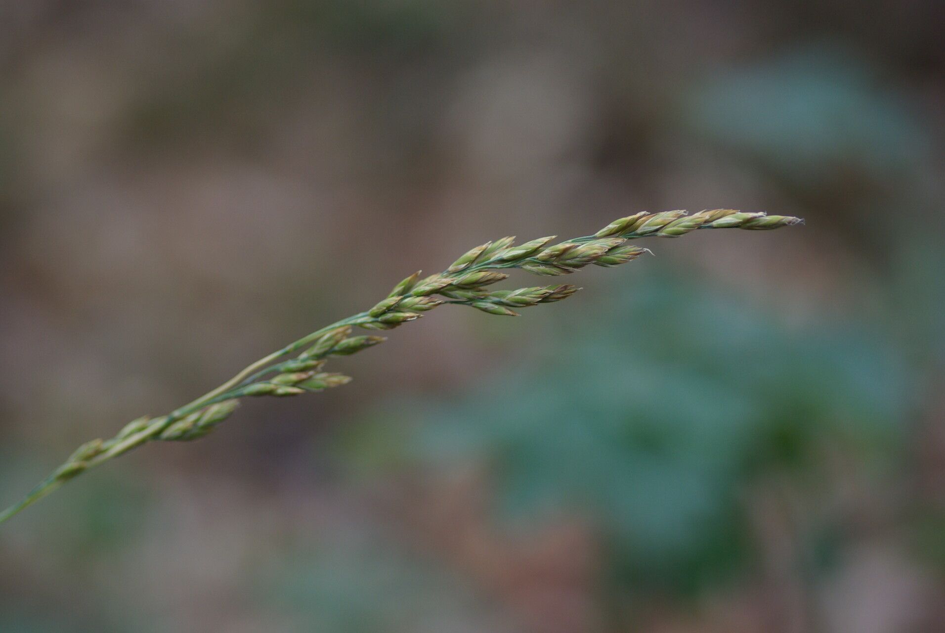Festuca paniculata fruit