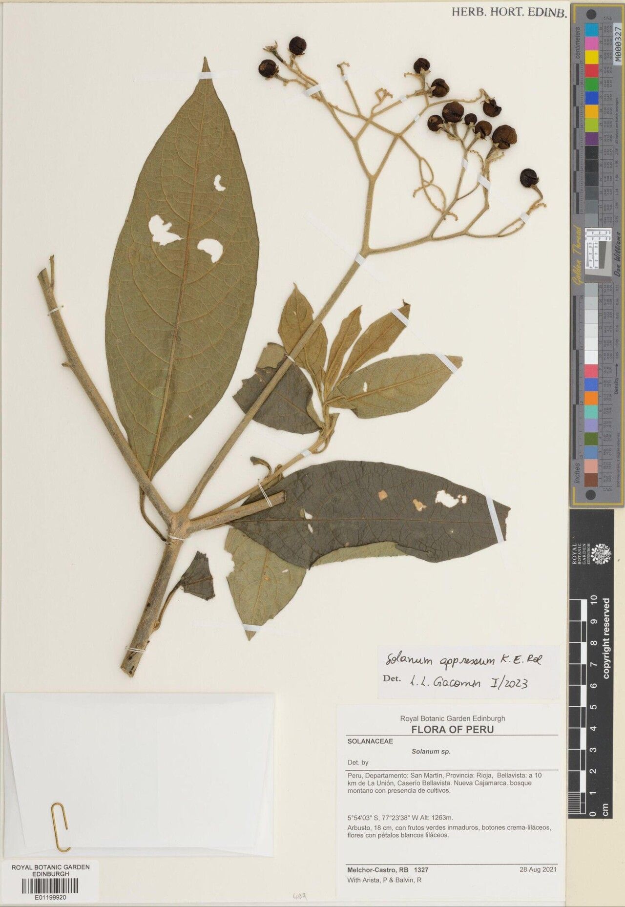 Solanum appressum — houseplant care guide