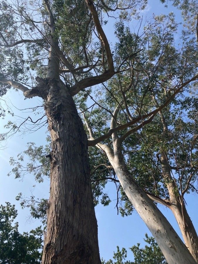 Eupatorium maculatum bark
