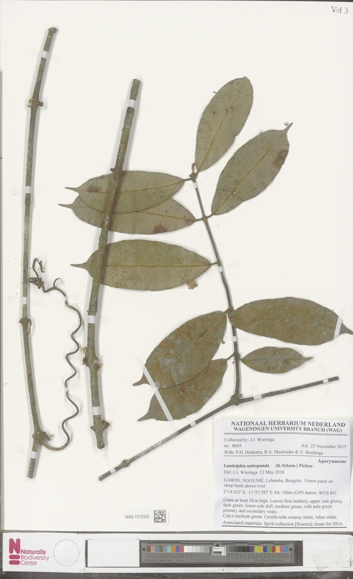 Landolphia subrepanda — houseplant care guide