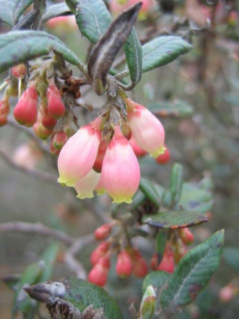 Xylococcus bicolor flower