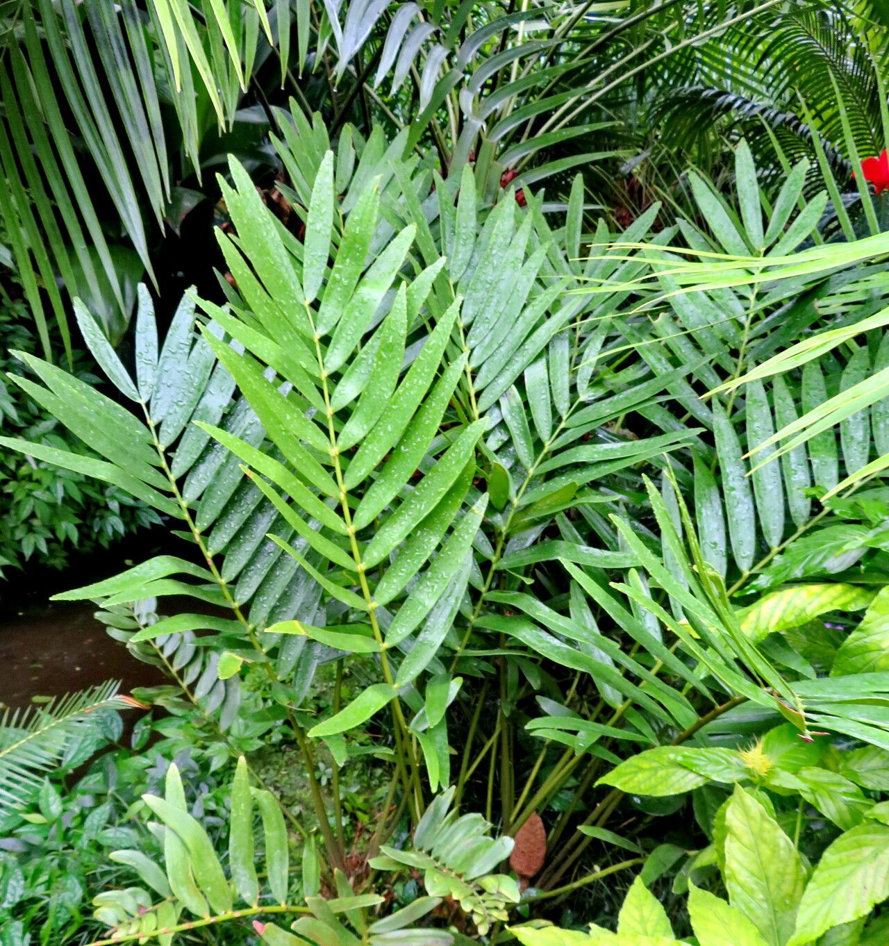 Zamia loddigesii habit