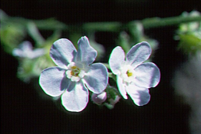 Hackelia bella — related species from the same genus