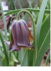 Fritillaria chlororhabdota — search result for 'Fritillaria'
