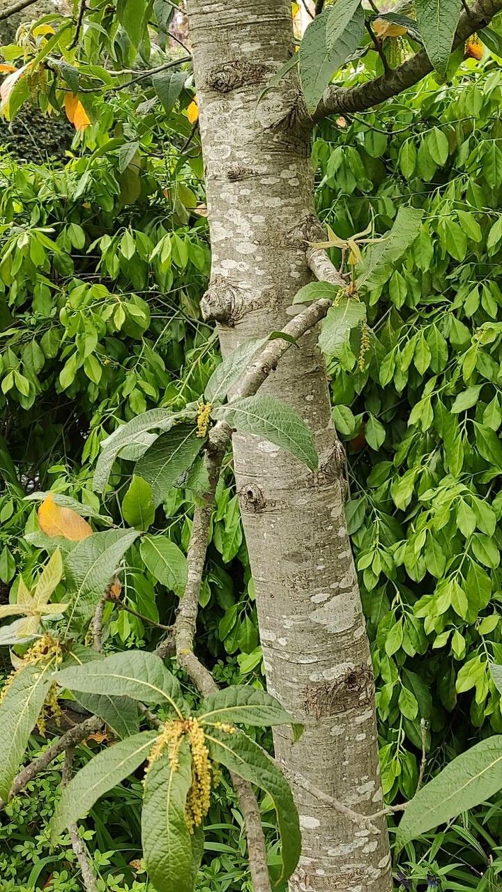 Quercus rysophylla bark