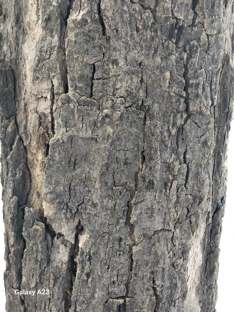 Handroanthus lapacho bark