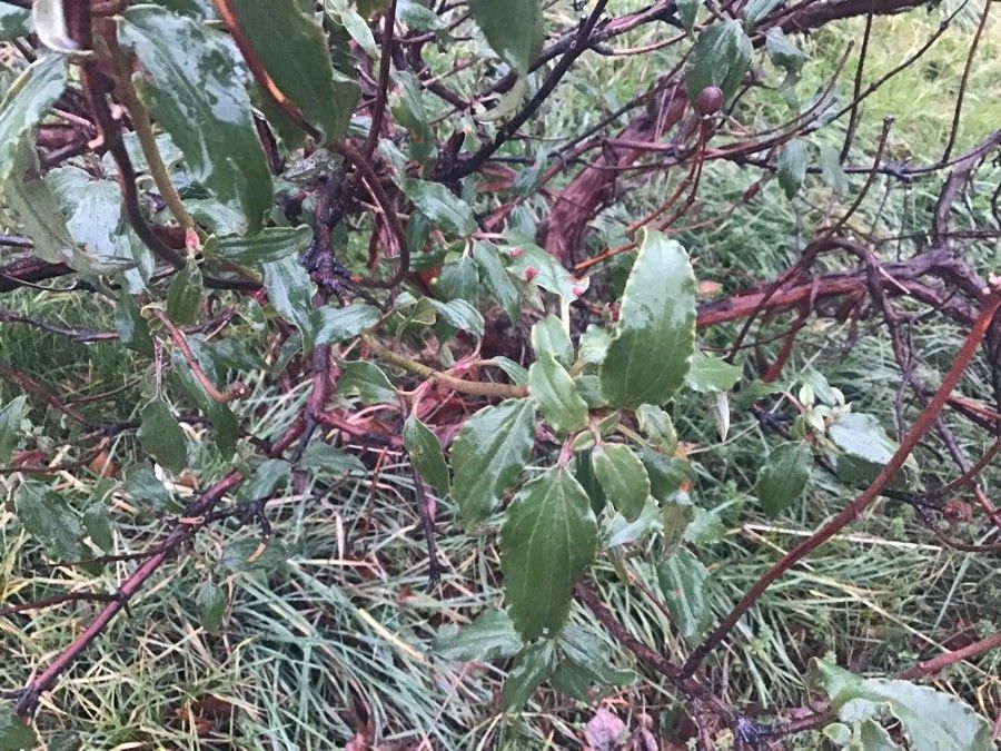 Cistus laurifolius — search result for 'Greece'