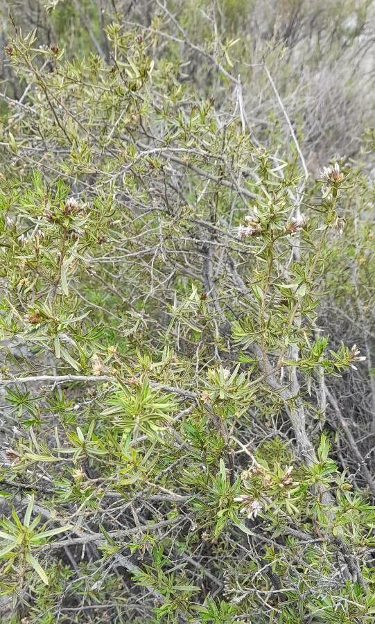 Gochnatia glutinosa habit