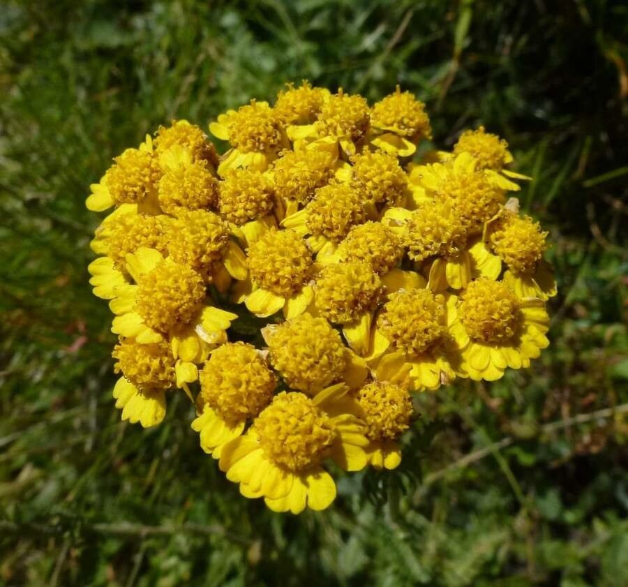 Achillea chrysocoma flower