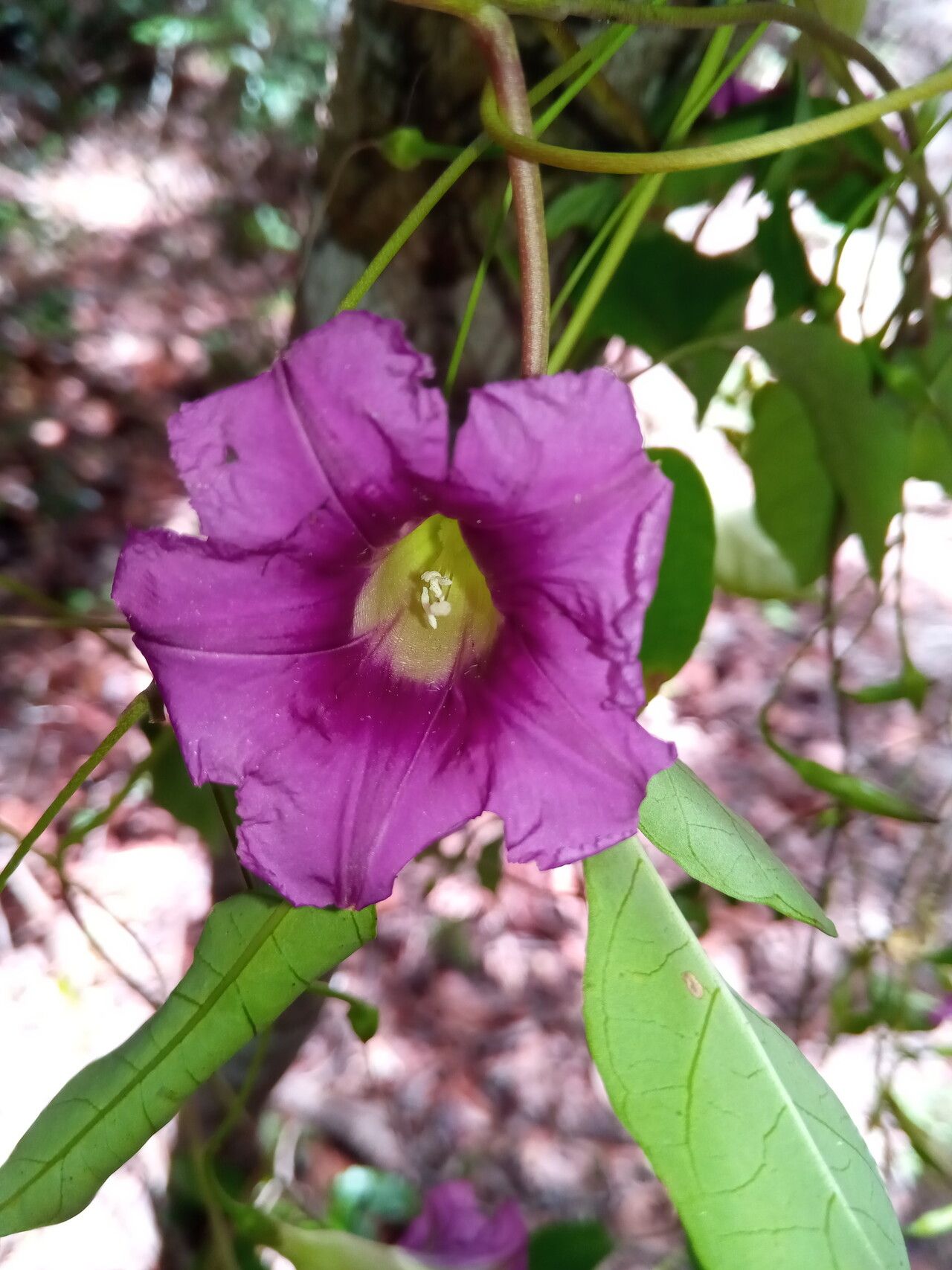 Ipomoea venosa flower