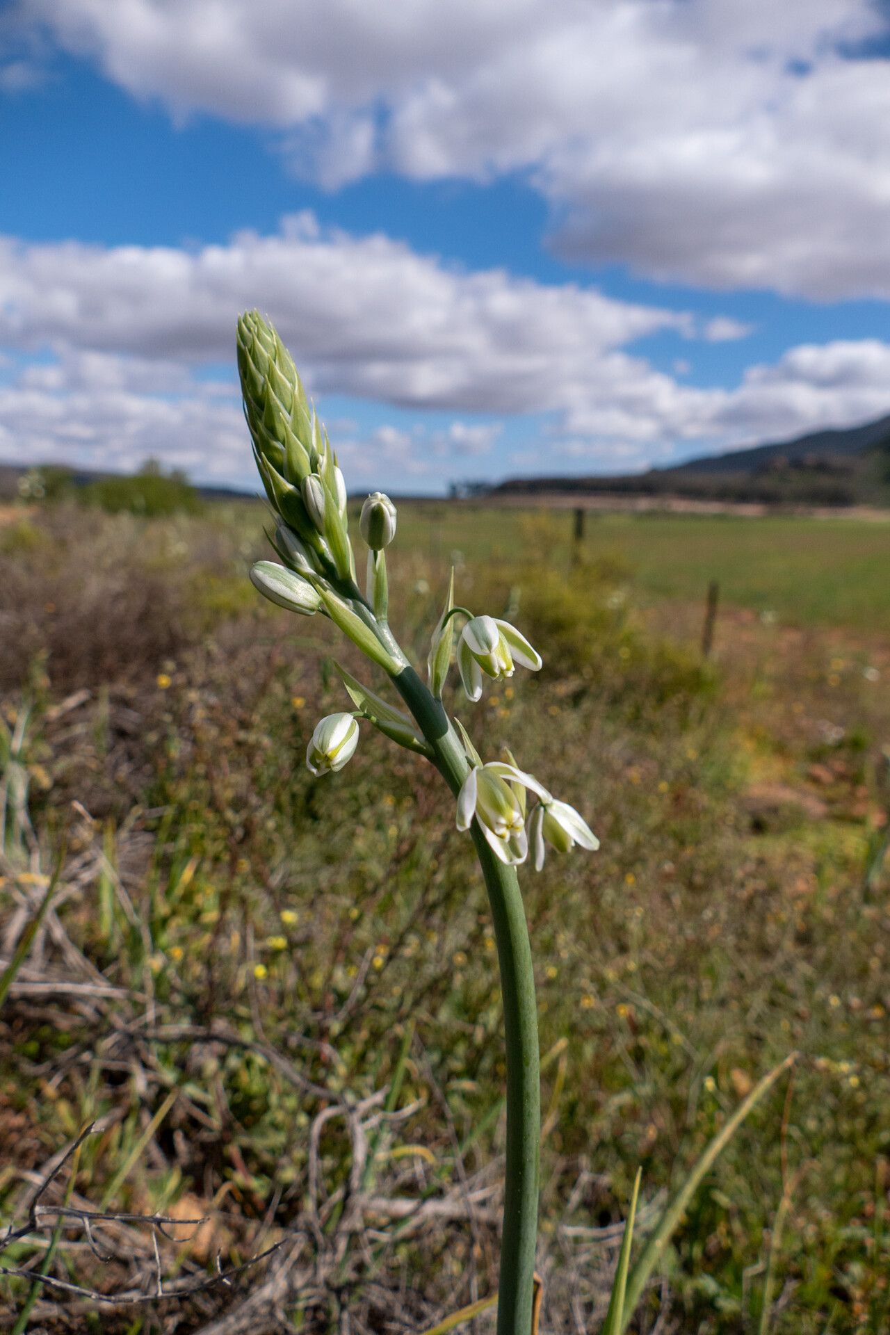Albuca canadensis — houseplant care guide