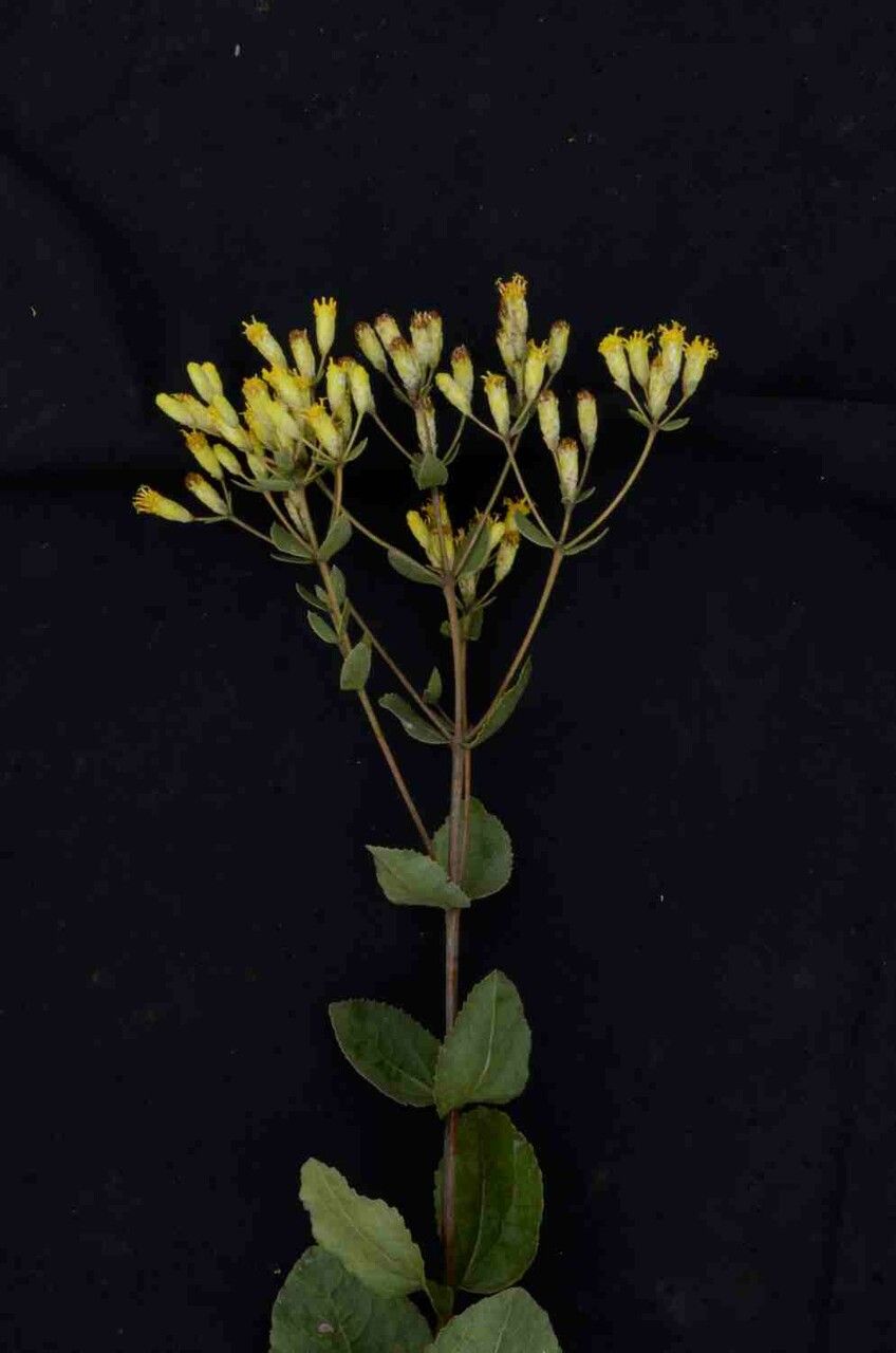 Calea fruticosa flower