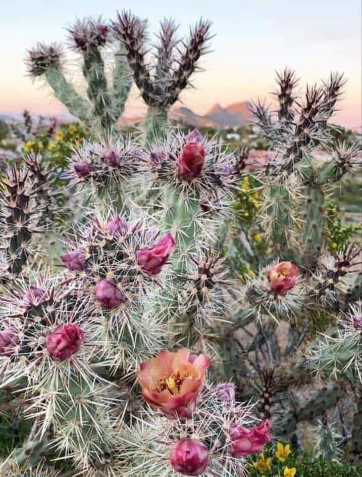 Cylindropuntia wolfii — houseplant care guide