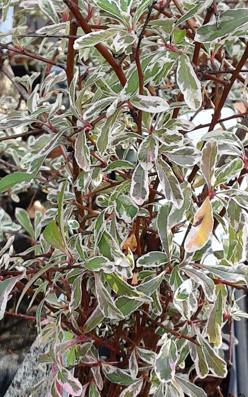 Pyracantha angustifolia leaf