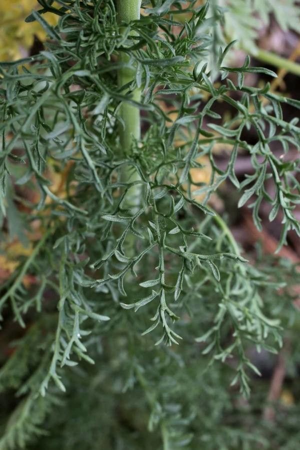 Verbascum orientale — search result for 'Verbascum'