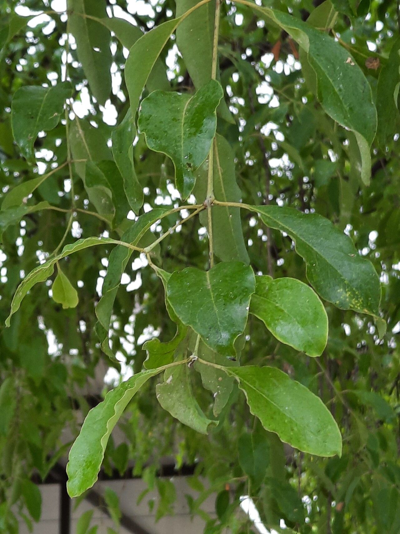 Santalum album — related species from the same genus