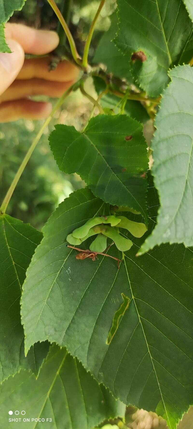 Acer capillipes fruit