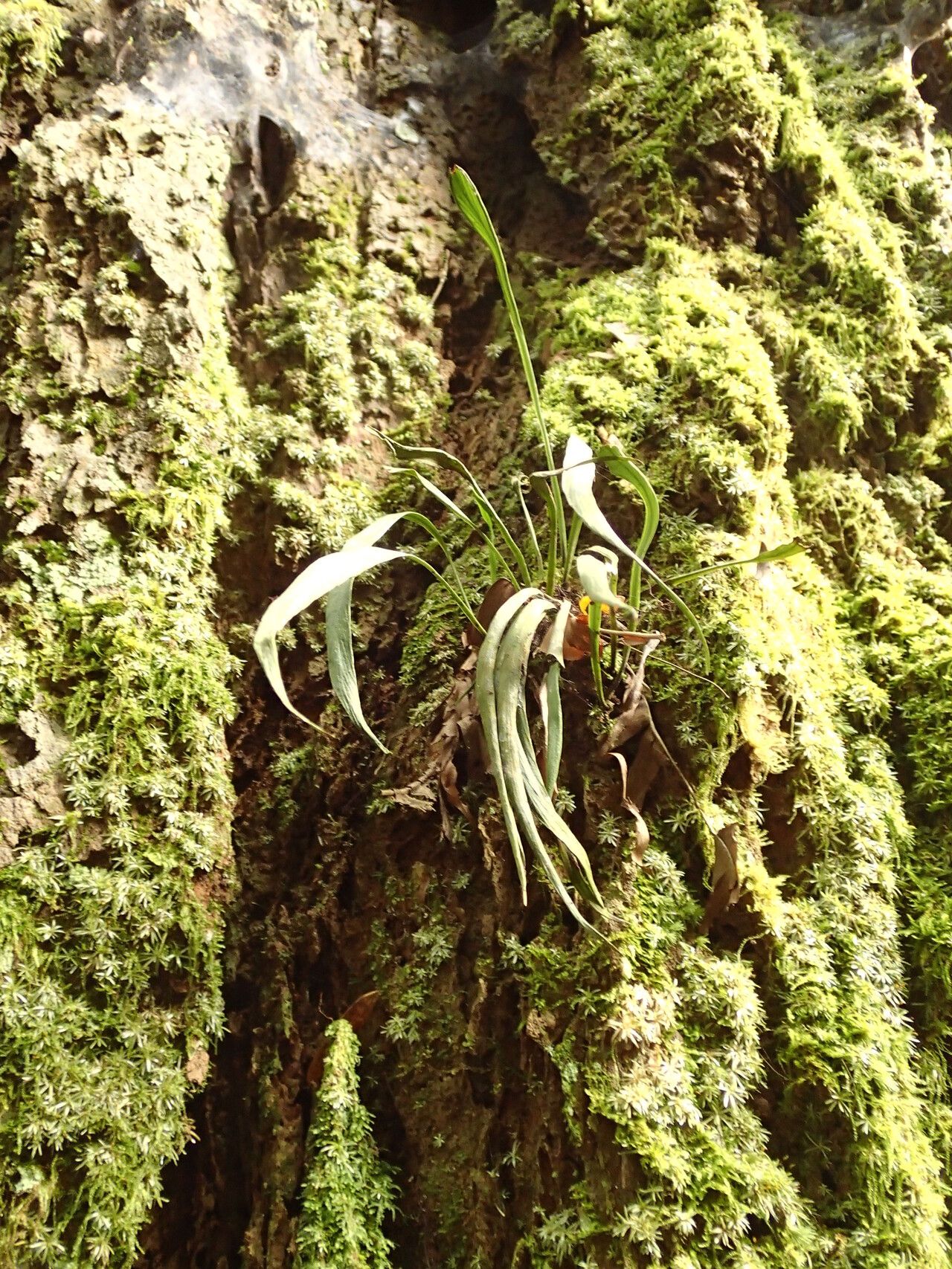 Haplopteris schaeferi habit