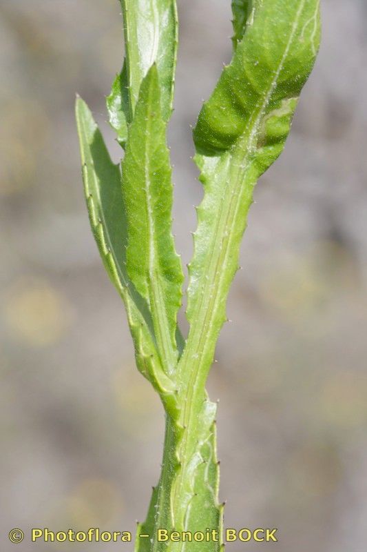 Volutaria bollei — related species from the same genus