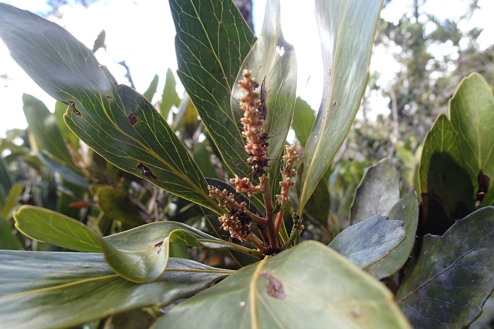 Beauprea montis-fontium — houseplant care guide