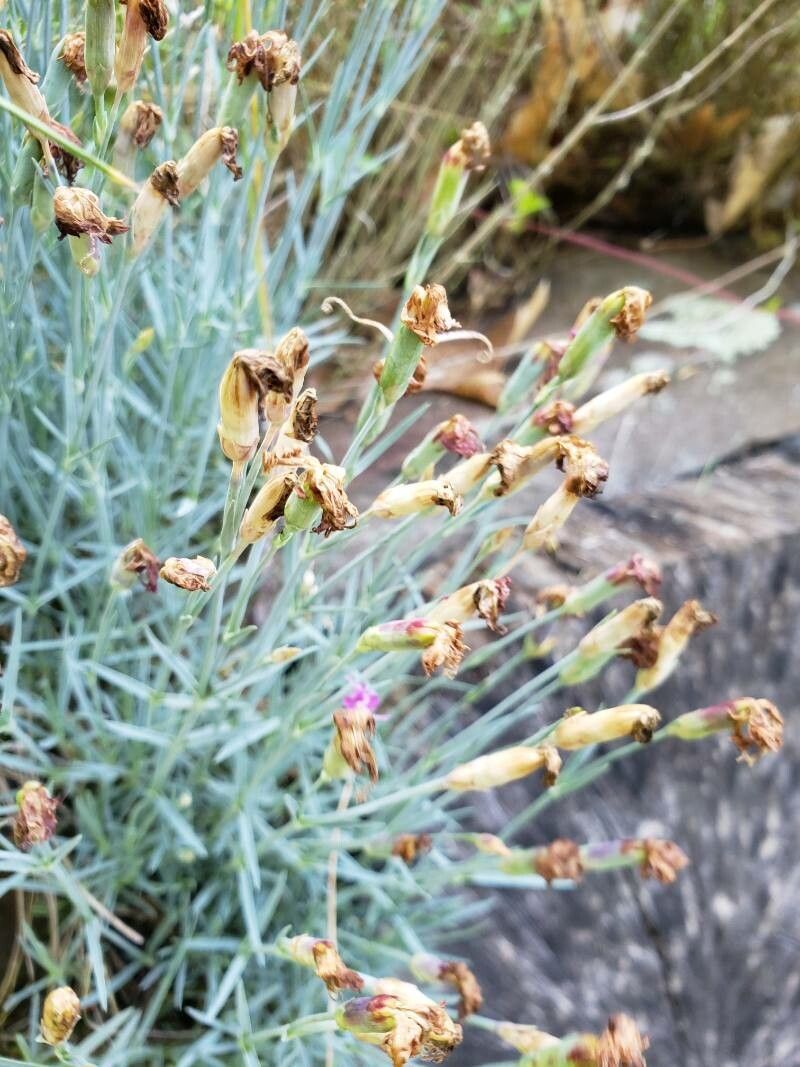 Dianthus plumarius fruit