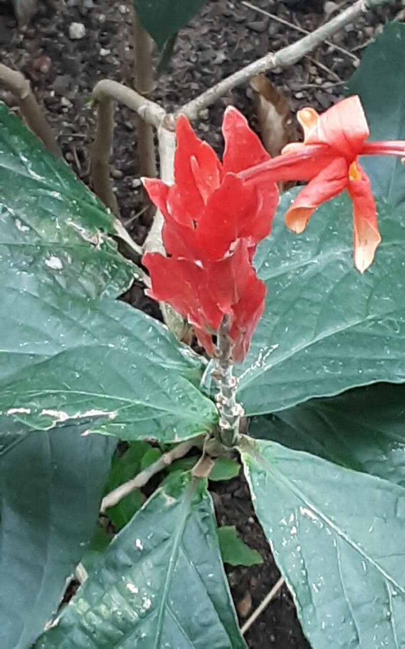Costus glaucus flower