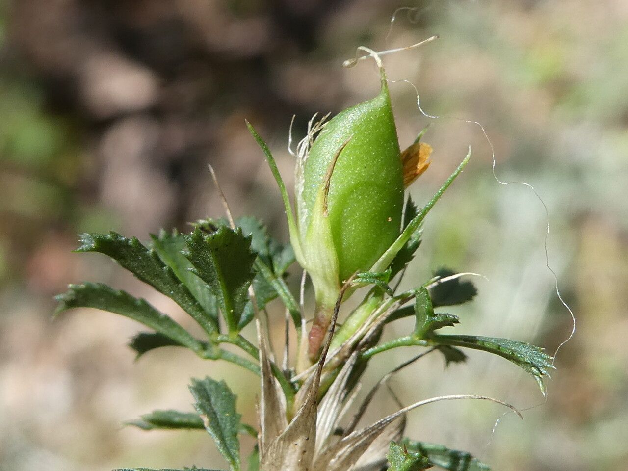Ononis minutissima fruit