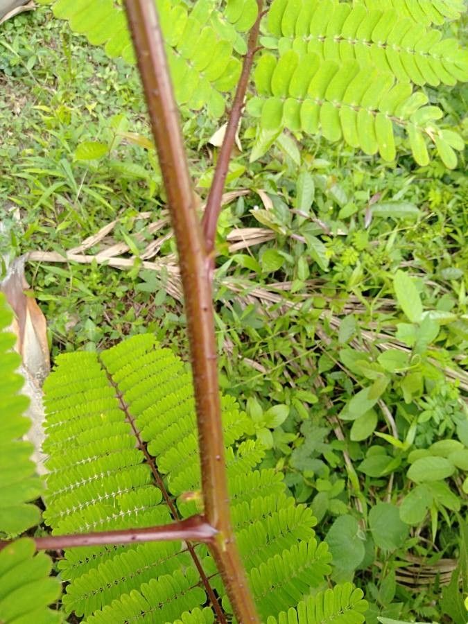 Caesalpinia mimosoides bark