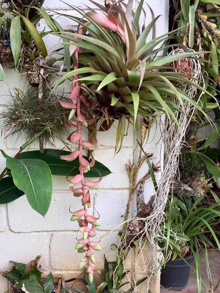 Tillandsia eizii — houseplant care guide