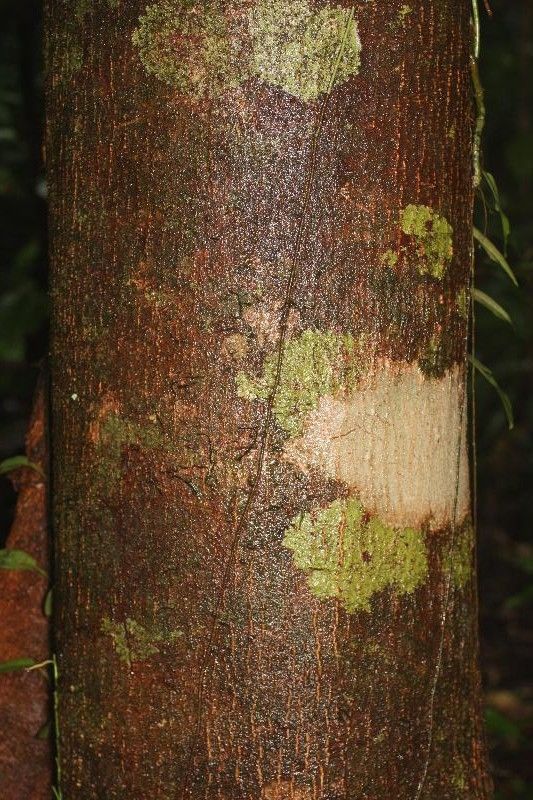 Tapirira guianensis bark