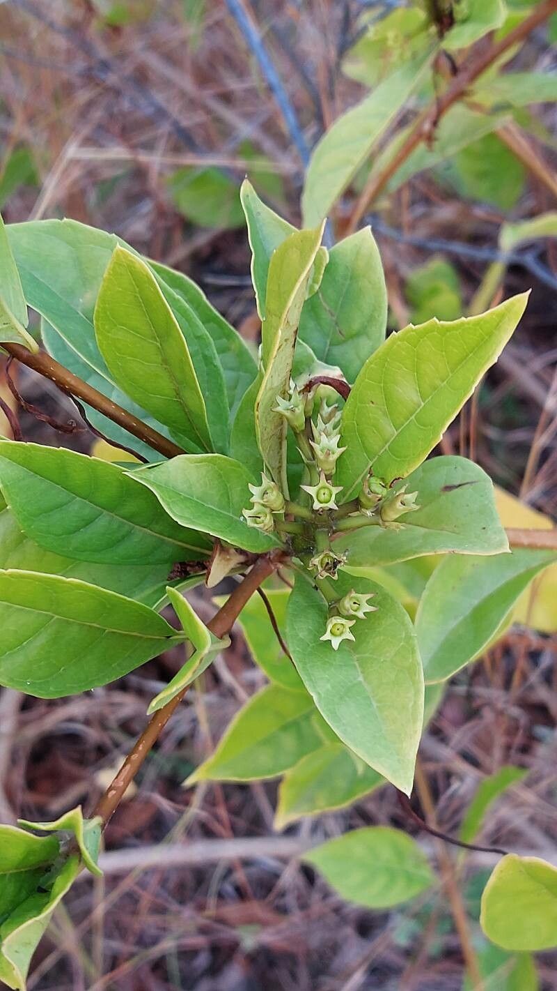 Rotheca incisa — related species from the same genus
