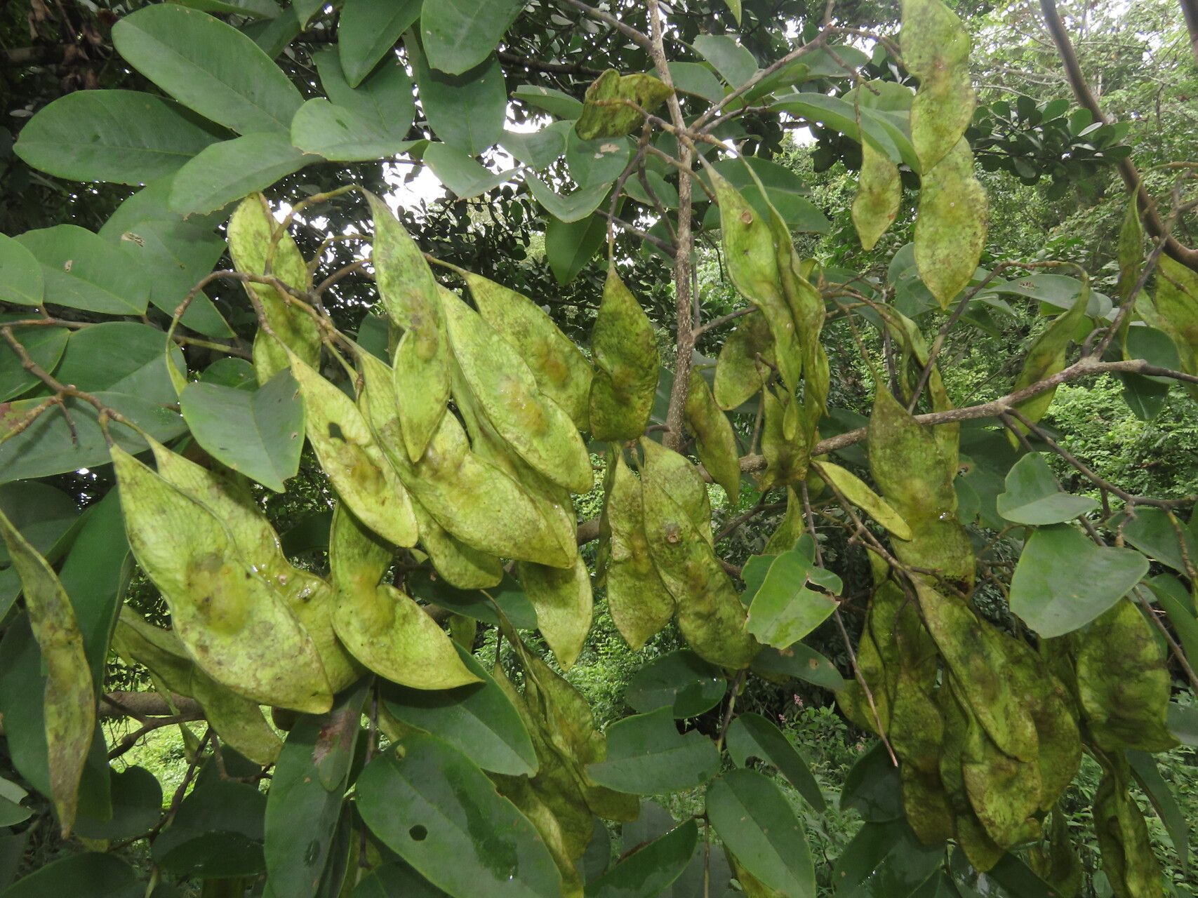 Dalbergia melanocardium fruit
