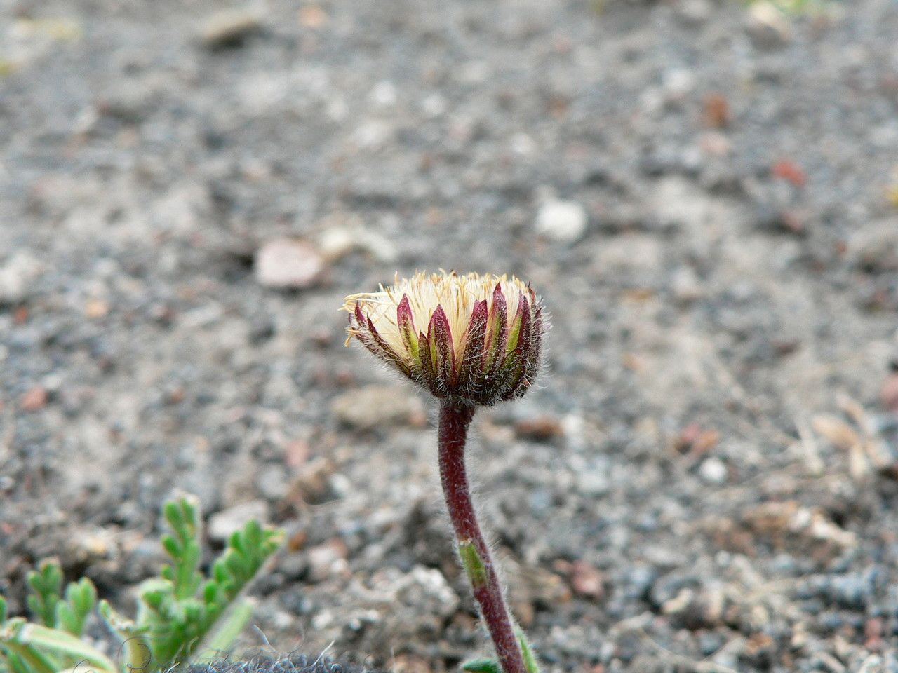 Erigeron cardaminifolius flower