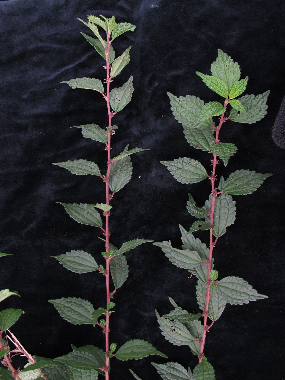 Boehmeria clidemioides habit