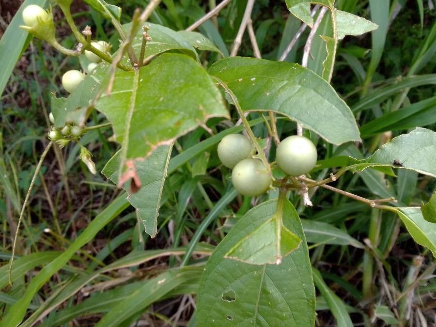 Lycianthes ferruginea — search result for 'Lycianthes'