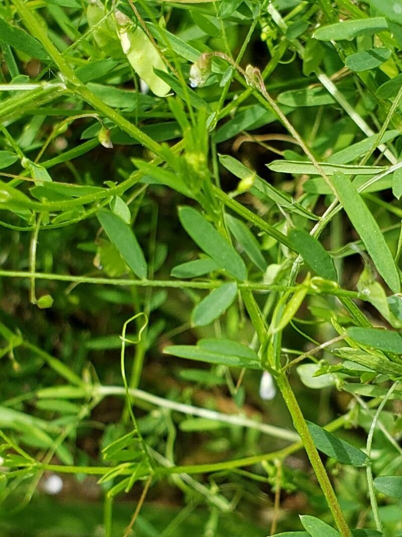 Vicia tetrasperma — search result for 'Vicia'