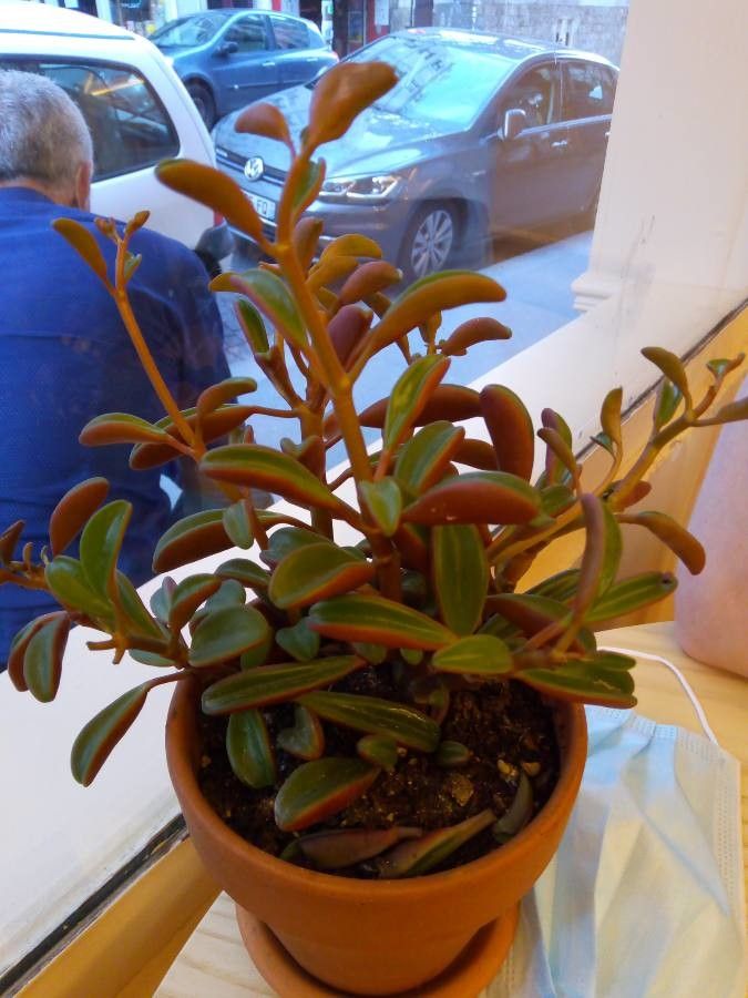 Peperomia graveolens habit
